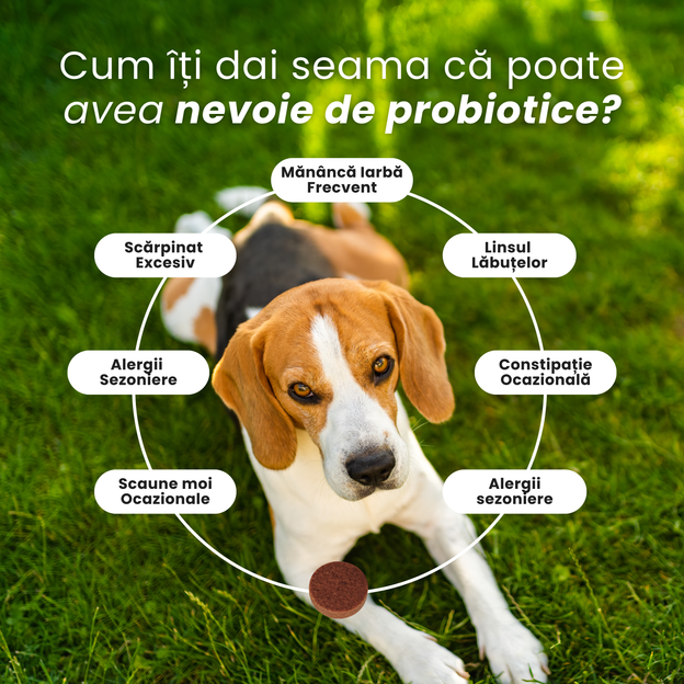 SupliPet Probiotic+